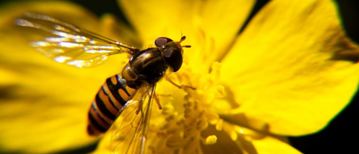 biology-bee-in-flower