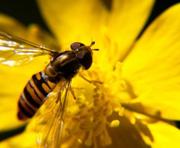 biology-bee-in-flower biology-bee-in-flower
