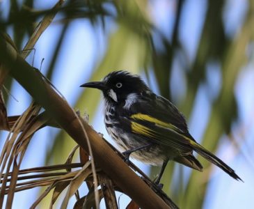 biology-bird-in-tree biology-bird-in-tree
