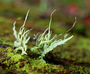 biology-moss biology-moss